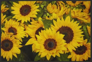 Fussmatte Sonnenblumen 4221 | Größe: 60 cm x 45 cm