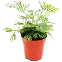 Exotenherz Zimmerpflanze Mini-Pflanze Actiniopteris australis Palmwedelfarn im 5,5cm Topf