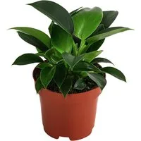Dehner Zimmerpflanze Baumfreund, Philodendron Green Princess, 15-20 cm, Ø Topf 12 cm, viele kleine, sattgrün glänzende Blätter, pflegeleicht