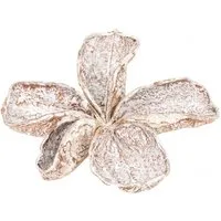NaDeco Bastelnaturmaterial Landlotus Weiß gefärbt, Größe ca. 5-10cm Stercúlia úrens