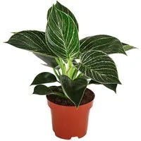 Dehner Zimmerpflanze Baumfreund White Wave, 20-25 cm, Ø Topf 12 cm, Philodendron mit grün-weiß gestreiften Blättern
