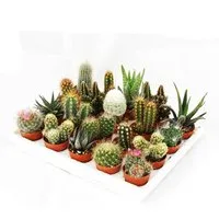 Exotenherz Kaktus Mini-Kakteen und Sukkulenten - Set mit 20 Pflanzen