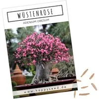 HappySeed Blumensamen Außergewöhnliche Bonsai Samen mit hoher Keimrate - Wüstenrose, Bonsaifähig