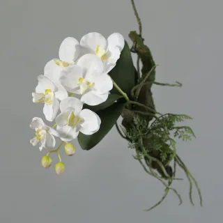 29 cm