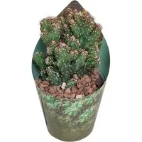Exotenherz Kaktus Cereus peruvianus monstr. Felsenkaktus Rarität 6,5cm Topf 15cm hoch