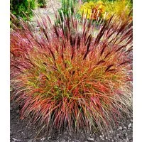 BALDUR Garten Gräser Chinaschilf 'Red Chief', 5 St., Süßgrasartige, mehrjährig, pflegeleicht