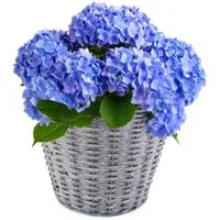 matches21 HOME & HOBBY Blumentopf Weidekorb Pflanzgefäß rund foliert grau gewaschen 1 Stk Ø 14 cm (1 St), Blumentopf für Balkon, Garten und Indoor