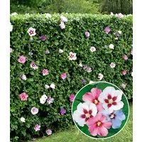BALDUR Garten Hecken Hibiskus-Hecke, 50 St., Roseneibisch, blickdicht, winterhart, mehrjährig, pflegeleicht
