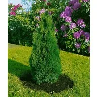 Pflanzen für Dich Konifere Thuja occ. Holmstrup, 1 St., Lebensbaum, Abendländischer Lebensbaum, kompakt, immergrün