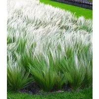 BALDUR Garten Gräser Federgras (Stipa), 6 St., Engelshaar, genügsam, winterhart, mehrjährig, pflegeleicht