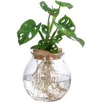 Dehner Zimmerpflanze Waterplant Fensterblatt, Monstera, im Kugelglas, Monstera adansonii, Wasserpflanze im Kugelglas