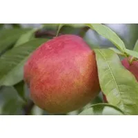 Pflanzen für Dich Obstpflanze Zwergnektarine, 1 St., Zwergnektarine, kompakt, süßfruchtig