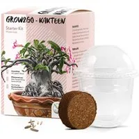 HappySeed Blumensamen Kakteen Starter Kit Anzuchtset -Gewächshaus, Kaktus Samen (Wüstenrose), Kakteen