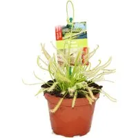 Exotenherz Zimmerpflanze Sonnentau - Drosera capensis - 9cm Topf