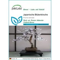 SAFLAX Blumensamen SAFLAX - Samen - Japanische Blütenkirsche