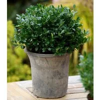 BALDUR Garten Zierstrauch Ilex 'Luxus® Globe' der Buchs-Ersatz, 1 St., Buxus, immergrün, winterhart, mehrjährig, pflegeleicht