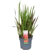 meinvipshop Gräser Japanische Blutgras Red Baron