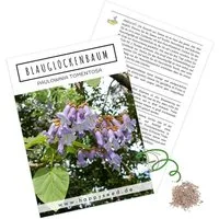 HappySeed Blumensamen Blauglockenbaum Kiribaum Samen (Paulownia tomentosa) -Schnell wachsend, schnell wachsend