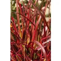 Pflanzen für Dich Gräser Uncinia rubra, 1 St., Roter Haken-Segge, Rote Segge, rotbraun, grasartig