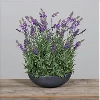 Kunstblume Lavendel in runder Dekoschale 48x42cm DP künstliche Pflanzen Blumen Lavendelschale, Seidenblumen Roß, Höhe 48 cm