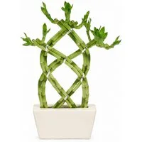 Exotenherz Zimmerpflanze Lucky Bamboo 3 Ebenen geflochten weiss
