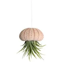 meinvipshop Hängedekoration Seeigelgehäuse mit echter Tillandsia (1 St)