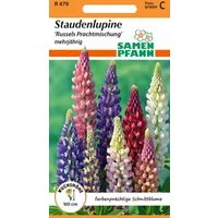 SAMEN PFANN Blumensamen Staudenlupine, Russels Prachtmischung - Saatgut Samen, Lupinus polyphyllus