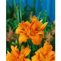 Pflanzen für Dich Staude Hemerocallis fulva Kwanso, 1 St., Taglilie, Gelbe Taglilie