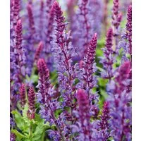BALDUR Garten Staude Blüten-Salbei, 3 St., Steppensalbei,winterhart, Dauerblüher, trockenheitsverträglich