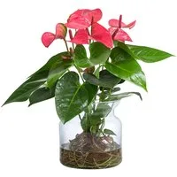 Dehner Zimmerpflanze Waterplant Flamingoblume, Anthurium Rosa Champion, Ø 16 cm x 35 cm, pflegeleichte Wasserpflanze im Glas