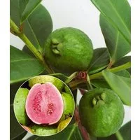 BALDUR Garten Obstpflanze Echte Guave, 1 St., Selbstfruchtend, immergrün, pflegeleicht