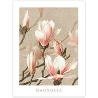 Posterlounge Wandbild Magnolia, Vintage Educational Collection, erhältlich als Poster, Leinwandbild, Wandsticker oder Acrylglasbild