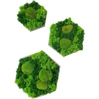 Gedankenwunder Manufaktur Wandbild Moosbild Kombi Islandmoos & Ballenmoos Hexagon Holz Rahmen