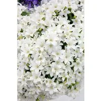 Pflanzen für Dich Staude Campanula coch. White Baby, 1 St., Zwerg-Glockenblume, Zwerg-Glockenblümchen