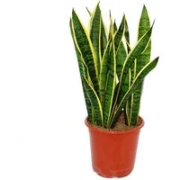 Exotenherz Zimmerpflanze Sansevieria laurentii - Bogenhanf - kompakt mit kräftigen Farben 80cm