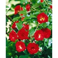 Pflanzen für Dich Rose Rosa Scarlet Meidiland