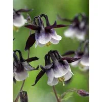 Pflanzen für Dich Staude Aquilegia vul. William Guiness, 1 St., Gewöhnliche Akelei, Akelei