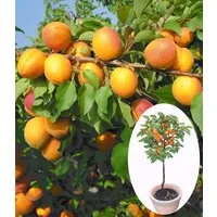 BALDUR Garten Obstpflanze Aprikose 'Compacta Super Compact®', 1 St., Marillenbaeumchen, essbar, winterhart, mehrjährig, pflegeleicht