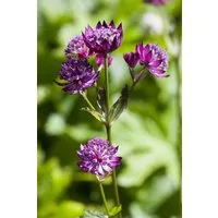 Pflanzen für Dich Staude Astrantia major, 1 St., Große Sterndolde, Sterndolde