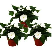 Exotenherz Beetpflanze Edel-Lieschen Impatiens Neu-Guinea ver. Farben 3er Set im 12cm Topf