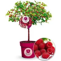BALDUR Garten Obstpflanze Himbeer-Baum Raspbeary® Himbeere mit Stamm & Krone, 2 St., Neuzüchtung, winterhart, mehrjährig, pflegeleicht