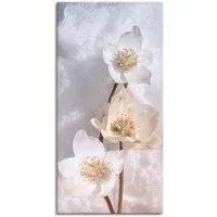 Artland Leinwandbild Christrose im Schnee, Blumen (1 St), auf Holzrahmen gespannt