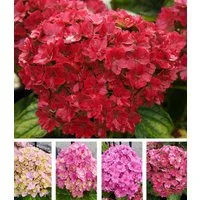 BALDUR Garten Zierstrauch 5-Stufen Hortensie 'Together®', 1 St., Hydrangea,winterhart, reichblühend, lange Blütezeit