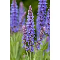 Pflanzen für Dich Staude Salvia nemorosa Blauhügel, 1 St., Steppen-Salbei, Hain-Salbei