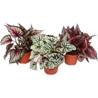 Exotenherz Zimmerpflanze Blattbegonien-Mix "Botanica" - 3 Pflanzen - 12cm Topf