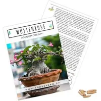HappySeed Blumensamen Exotische Kakteen Samen mit hoher Keimrate - Wüstenrose, Kakteen