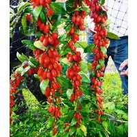 BALDUR Garten Obstpflanze Goji 'Sweet Lifeberry®', 1 St., Süß, ertragreich,winterhart, mehrjährig, pflegeleicht