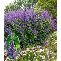 BALDUR Garten Zierstrauch Mönchspfeffer 'Queen Bee®', 2 St., Sommerflieder, winterhart, lange Blütezeit, pflegeleicht