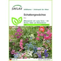 SAFLAX Blumensamen SAFLAX - Samen - Schattengewächse