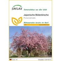 SAFLAX Blumensamen SAFLAX - Samen - Japanische Blütenkirsche